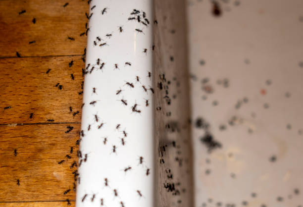 Wasp Removal Services in Loudonville, OH